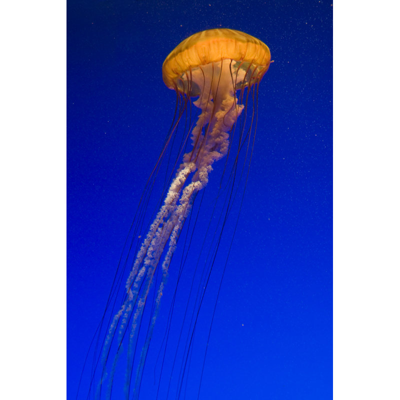 Sea Nettle, 76cm H x 51cm W