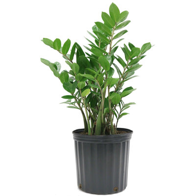 ZZ Plant in Nursery Pot
