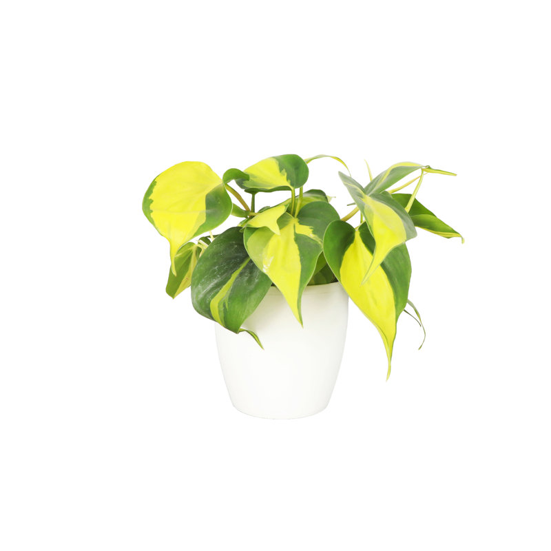 Live Brazil Philodendron Plant in Classic Pot, White