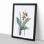 Limodorum Orchid Flowers by Pierre-Joseph Redoute - Picture Frame Painting Print-55580800-55580801