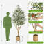 Arbre d'olivier artificiel 7FT / 8FT