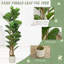 Plant-1456023048