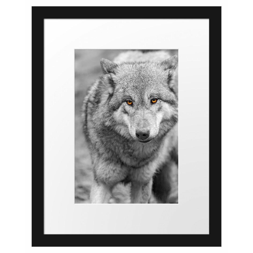 Gerahmtes Poster Scheuer Wolf