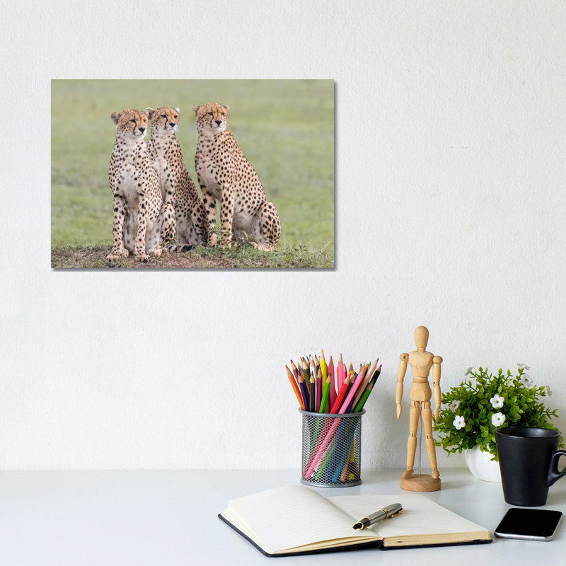 Africa, Kenya, Maasai Mara National Reserve. Three Focused Cheetahs by Jaynes Gallery - Wrapped Canvas Print