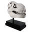 T-Rex Dinosaur Skull Fossil on Museum Mount Statue