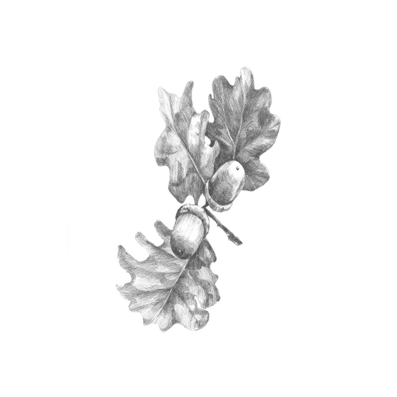 Oak Leaf Pencil Sketch II - Drawing, Wrapped Canvas, 46cm H x 30cm W