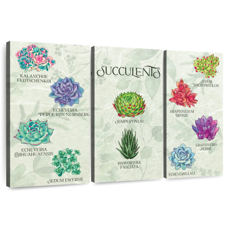 Tableau des plantes grasses Harnek, H 36 po x l 57 po