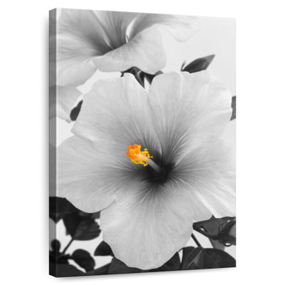 Hibiscus Harnek