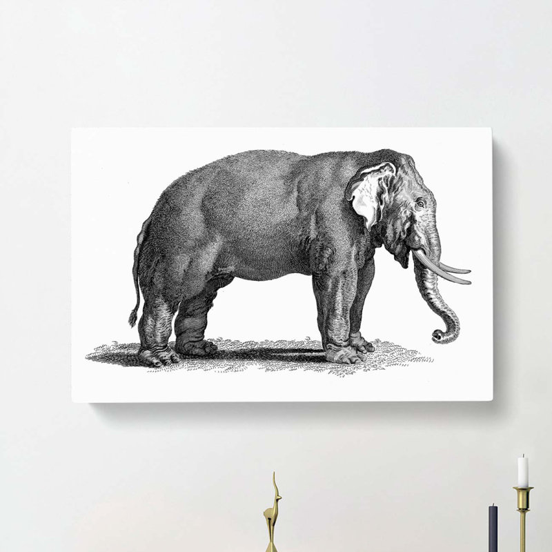 Elephant in Black and White by George Shaw - Wrapped Canvas Drawing - Wrapped Canvas, 50cm H x 76cm W x 3cm D