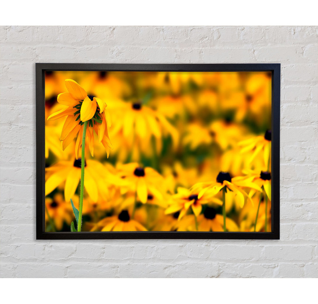 Black Eyed Susan Flowers - Einzelner Bilderrahmen Kunstdrucke auf Leinwand