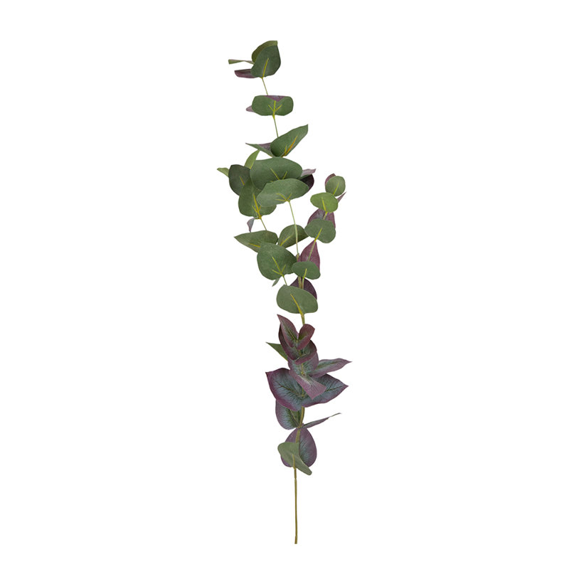 Eucalyptus - ensemble de 12 - vert