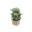 Buisson de sauge artificielle Kalalou dans un pot carré - Faux 12 po décoratif pour décoration de maison ou de bureau