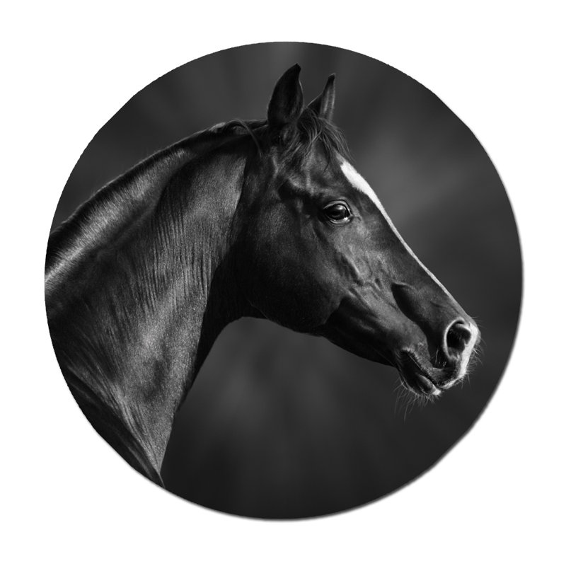 «Black Horse Profile», photographie encadrée, H 36 po x l 36 po