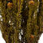 All Natural Tortum Bundle, Prese 12" Tortum Bundle, Preserved-534270905