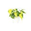Live Brazil Philodendron Plant in Classic Pot-49662241
