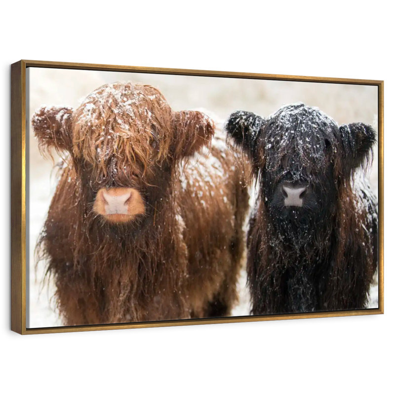 Poilu Highland Cows, 25 po x 17 po, Cadre flottant doré