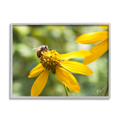Photographie d'une abeille sur une marguerite par Nick Saez