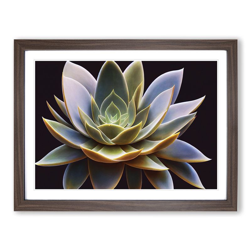 Compelling Succulent Plant - Framed Print, 46cm H x 64cm W x 2cm D, Walnut