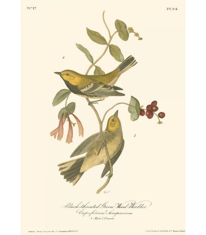 Art Direct Audubon, John James Gallery, art sur toile tendue, noir, vert, H 24 po x l 18 po