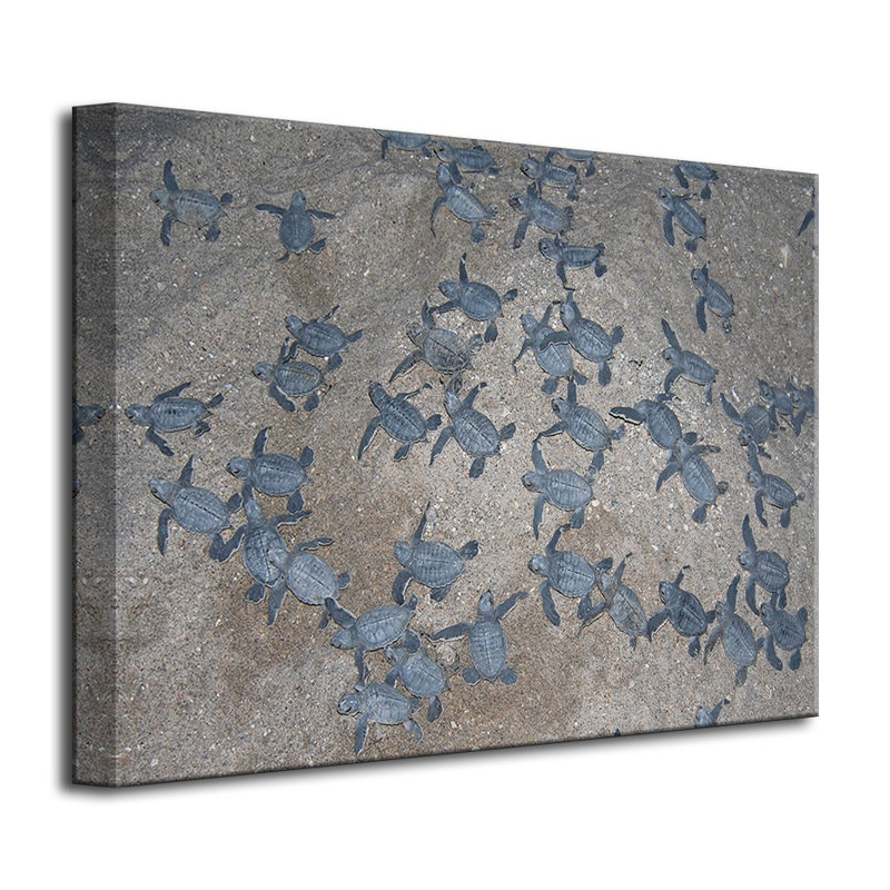 «Turtle Hatchlings» par Christopher Doherty, reproduction de photo sur toile tendue