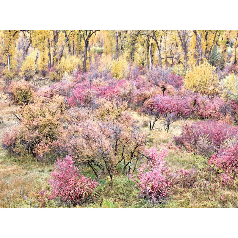 Swan Valley Autumn Portrait #8 Print by Bruce Heinemann, Black Framed Canvas, 25" H x 33" W x 2" D, No Mat