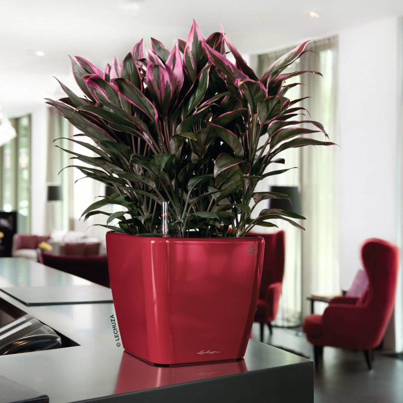 Quadro Premium Pot Planter, Scarlet Red