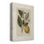«Vintage Floral Print», encadré sur toile-1329703492