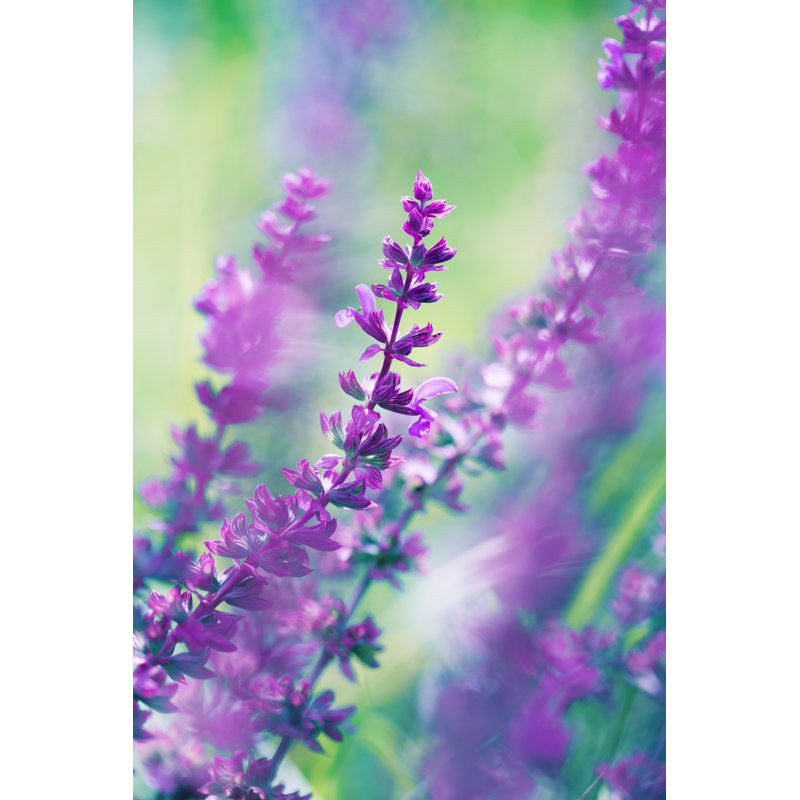 Blooming Salvia Leucantha - Wrapped Canvas Print, 46cm H x 30cm W x 3.8cm D