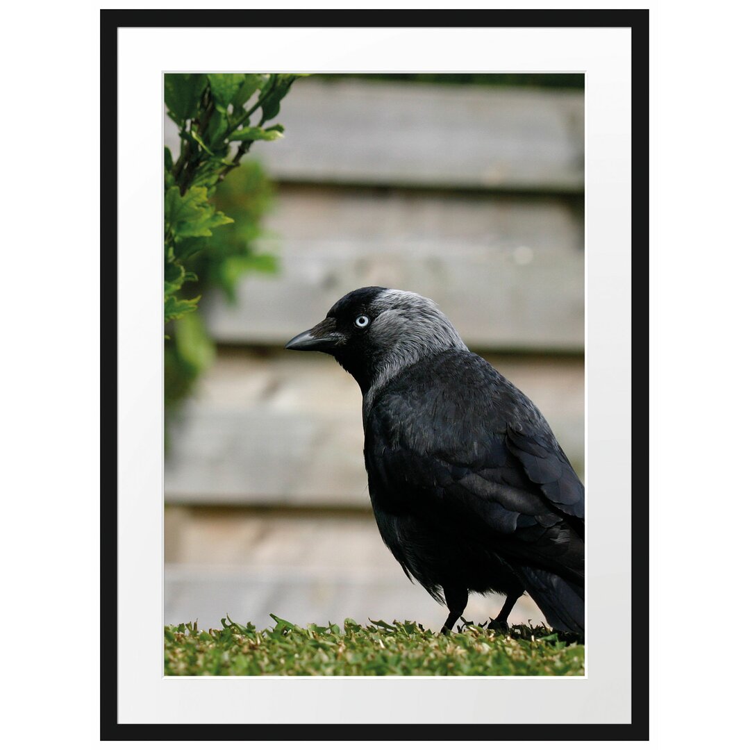 Gerahmtes Poster Vogel auf Gartenwiese