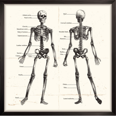 Human Skeleton, Engraving by Man_Half-tube - Wrapped Canvas Print