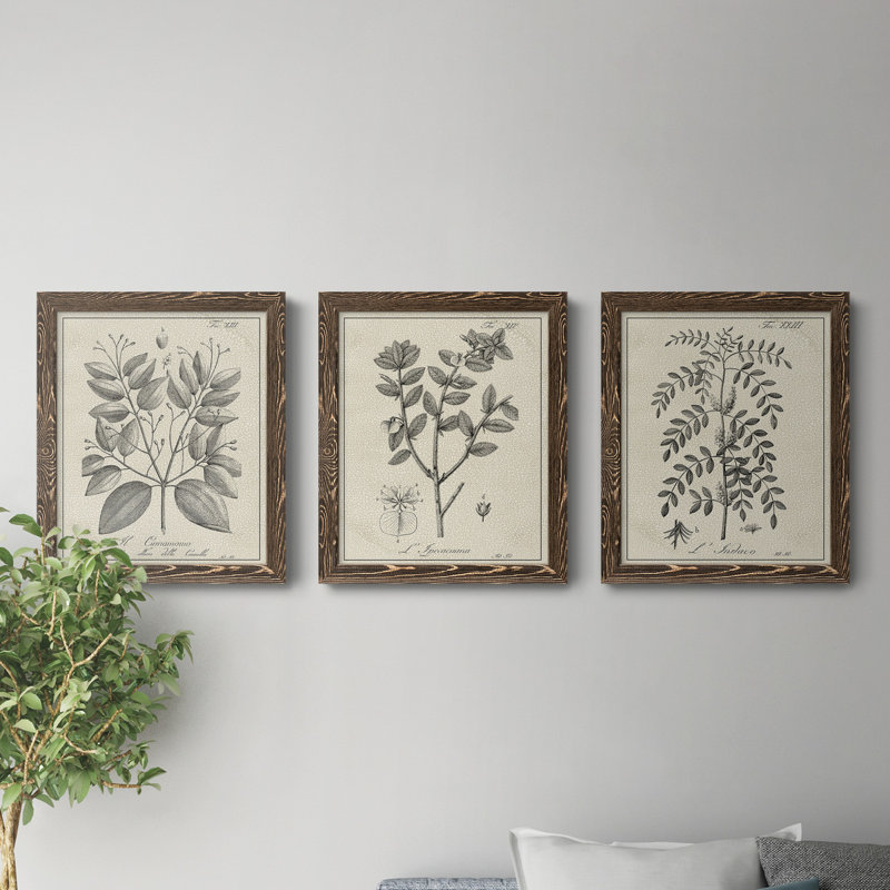 " Antique Black And White Botanical VII " 3 - Pieces, Walnut, 24" H x 54" W
