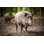 Wild Boar par Viktorcap - photographie sur toile tendue