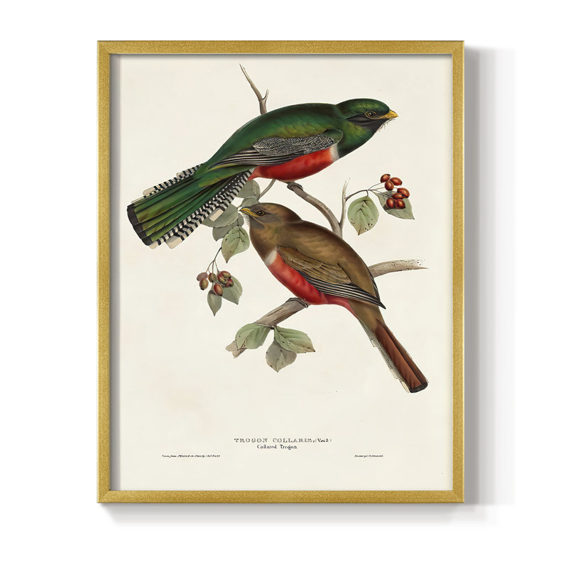 Impression encadrée Elegant Trogons VI - bois massif, H 10 po x l 8 po