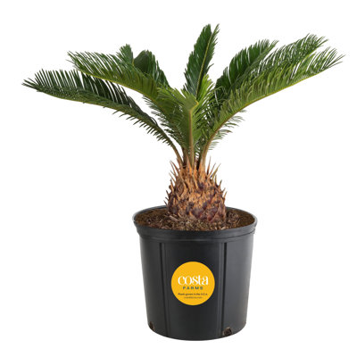 Sago Palm Tree in Nursery Pot