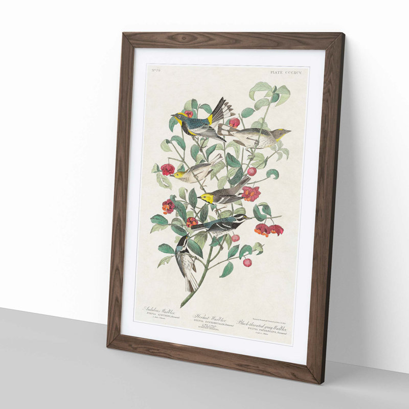 Collection of Warbler Birds by John Audubon - Picture Frame Painting, Walnut Framed, 48cm H x 36cm W x 2cm D