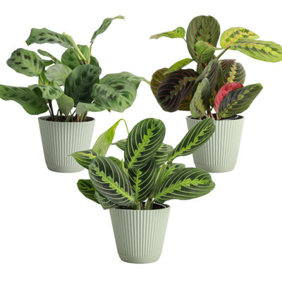 Thorsen's Greenhouse 3-Pack Live Prayer Plant Trio in Ruffle Pots, 4-inch Diameter