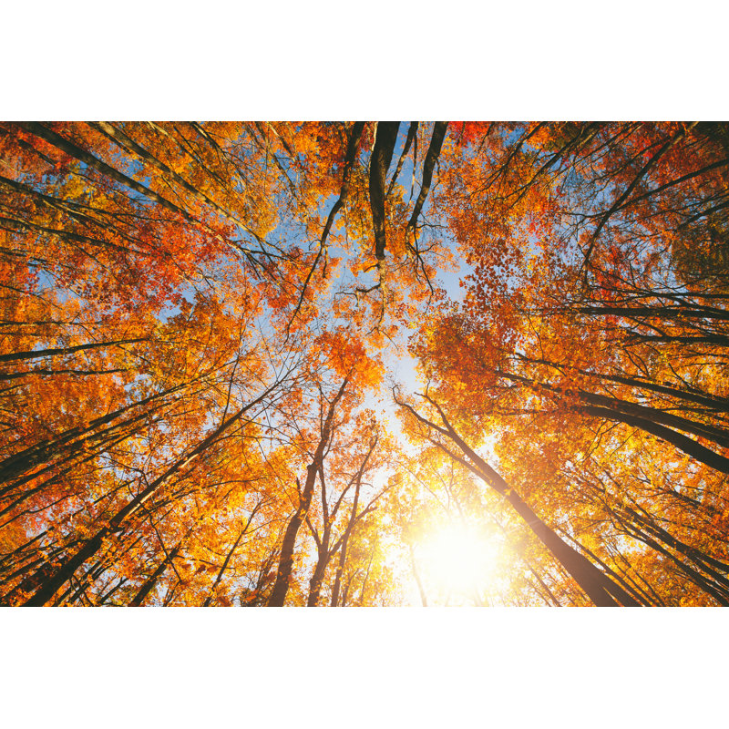 Autumn Forest by MoreISO - Wrapped Canvas Print, 81cm H x 122cm W