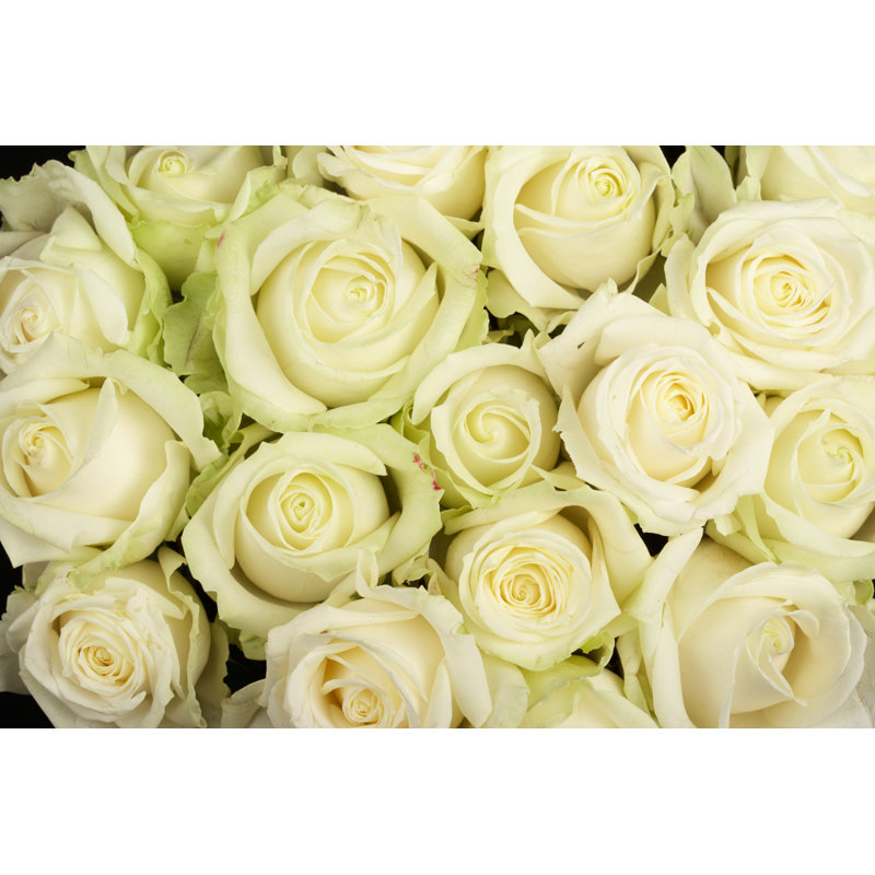 Roses blanches par Amripoto, H 20 po x l 30 po