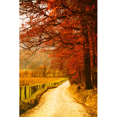 Country Road In A Forest by Moreiso - No Frame Print on Canvas