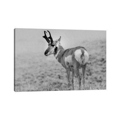 Pronghorn Antelope, Yellowstone National Park, Wyoming - Wrapped Canvas Print