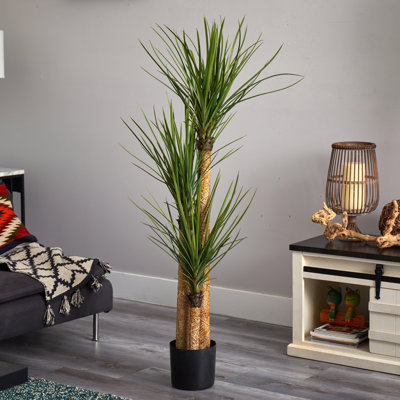 Yucca Tree with Lush Green Leaves