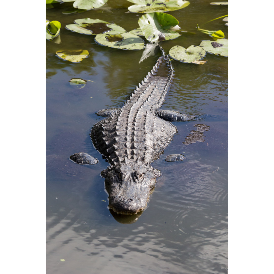 Alligator Mississippiensis - Foto auf Leinwand