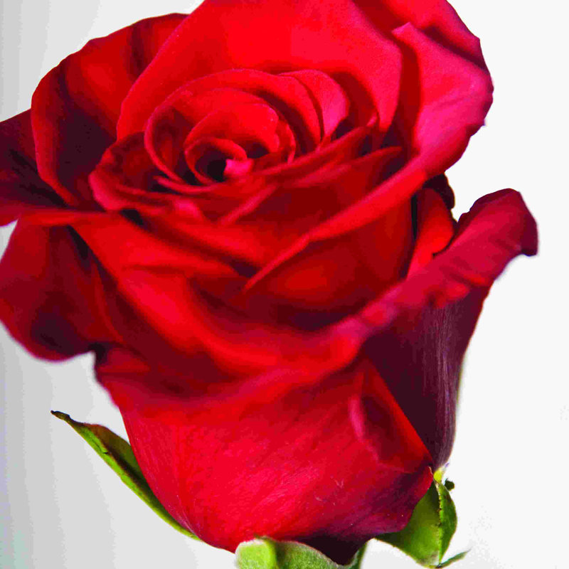 " Single Rose ", 20" H x 20" W