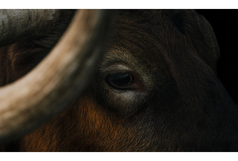 Hidden Eyes Print by Adam Mowery, Image Brush Gel, 31.75" H x 51.75" W
