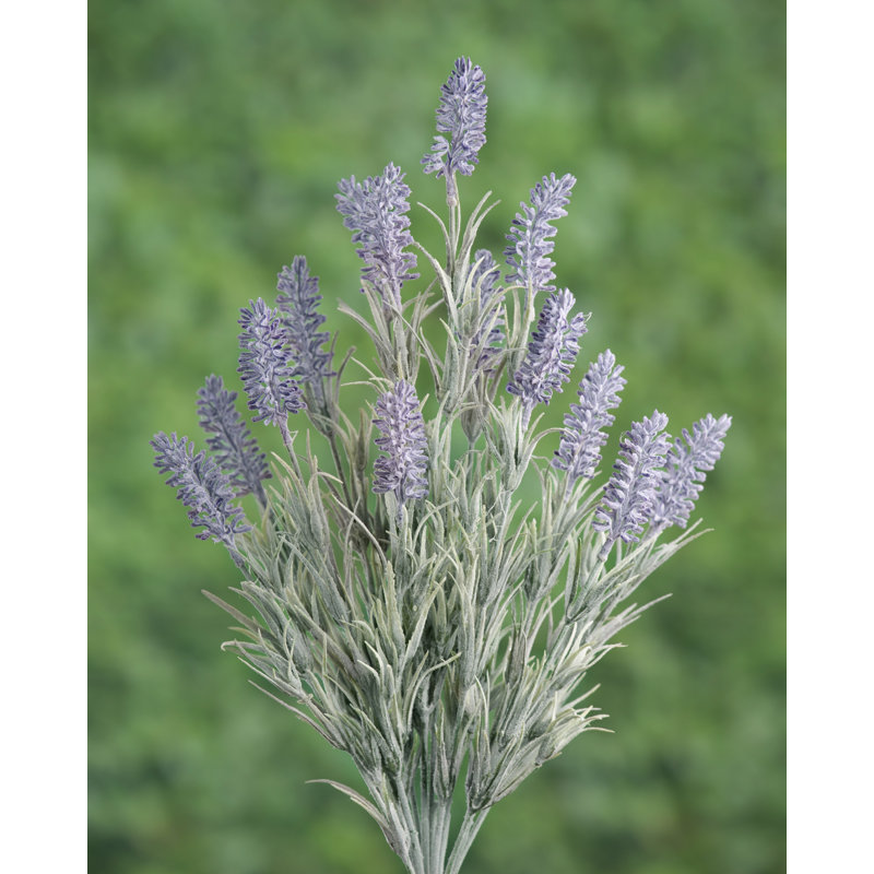 Mauve Lavender