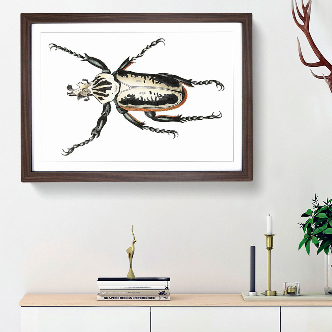 Goliath Beetle by George Shaw - Framed Print