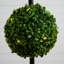 Plante de 45 po