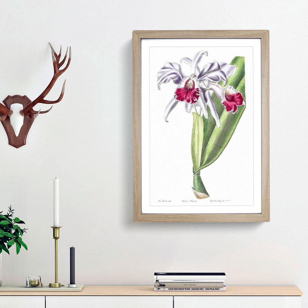 Crimson-Lipped Cattleya Flowers - Picture Frame Painting Print