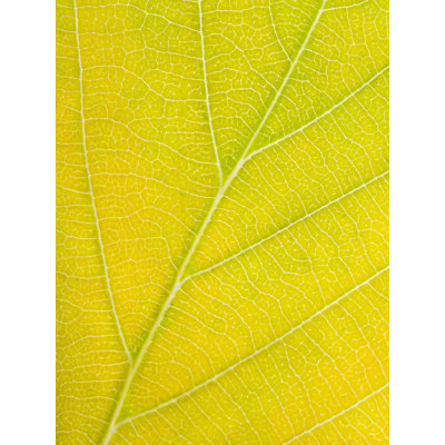 Philippe Monthoux  Autumn Leaf  by Philippe Monthoux