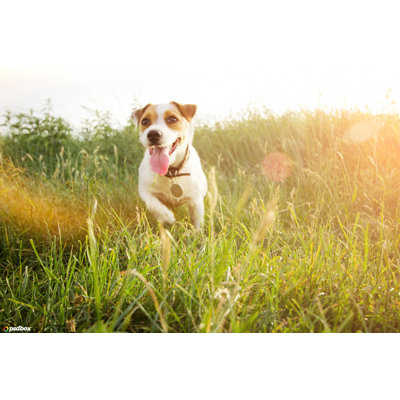 Happy Dog on Field - Photographie sur toile tendue